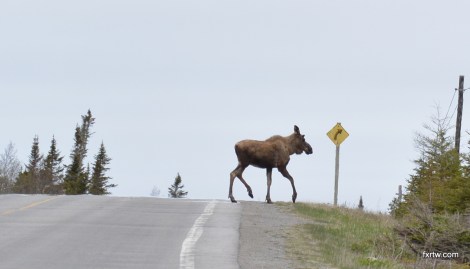 Chill moose crossing the road