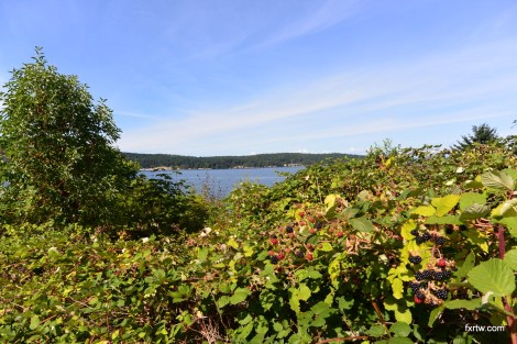 Just the most berries