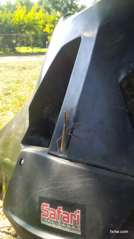 Praying mantis